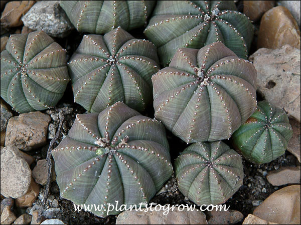 Euphorbia obesa goes by the common names of Baseball Cactus and Living Baseball.